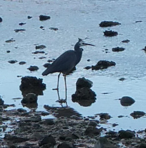 Grey Heron