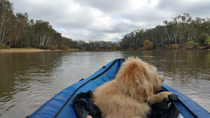 Dreamy morning on the Murray