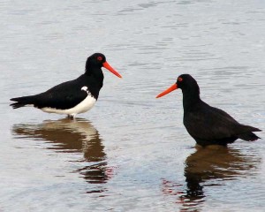 Sooty Oyster Catcher