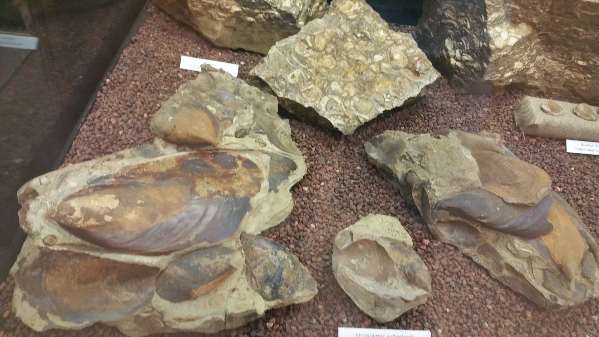 FossilsOfWinton1