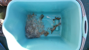 A bucket of burrs, with much fur still attached